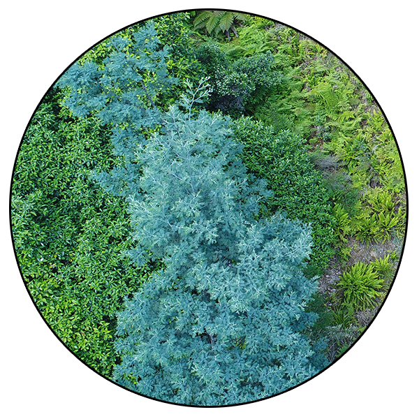 Vegetation Control