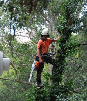 tree removal