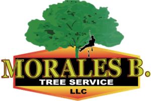 Tree Service in Fairview, NJ | Morales Brothers Tree Service, LLC Tree Service in Fairview, NJ | Morales Brothers Tree Service, LLC