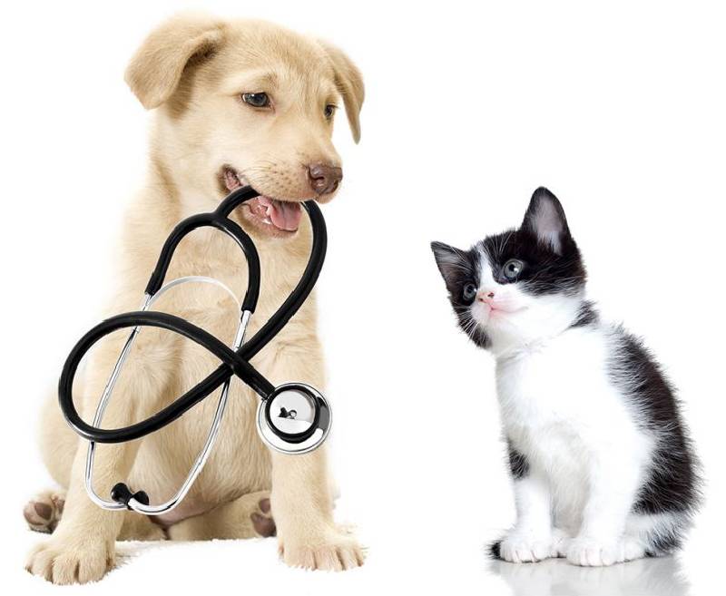 antiparassitari per cani