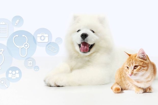 veterinaria