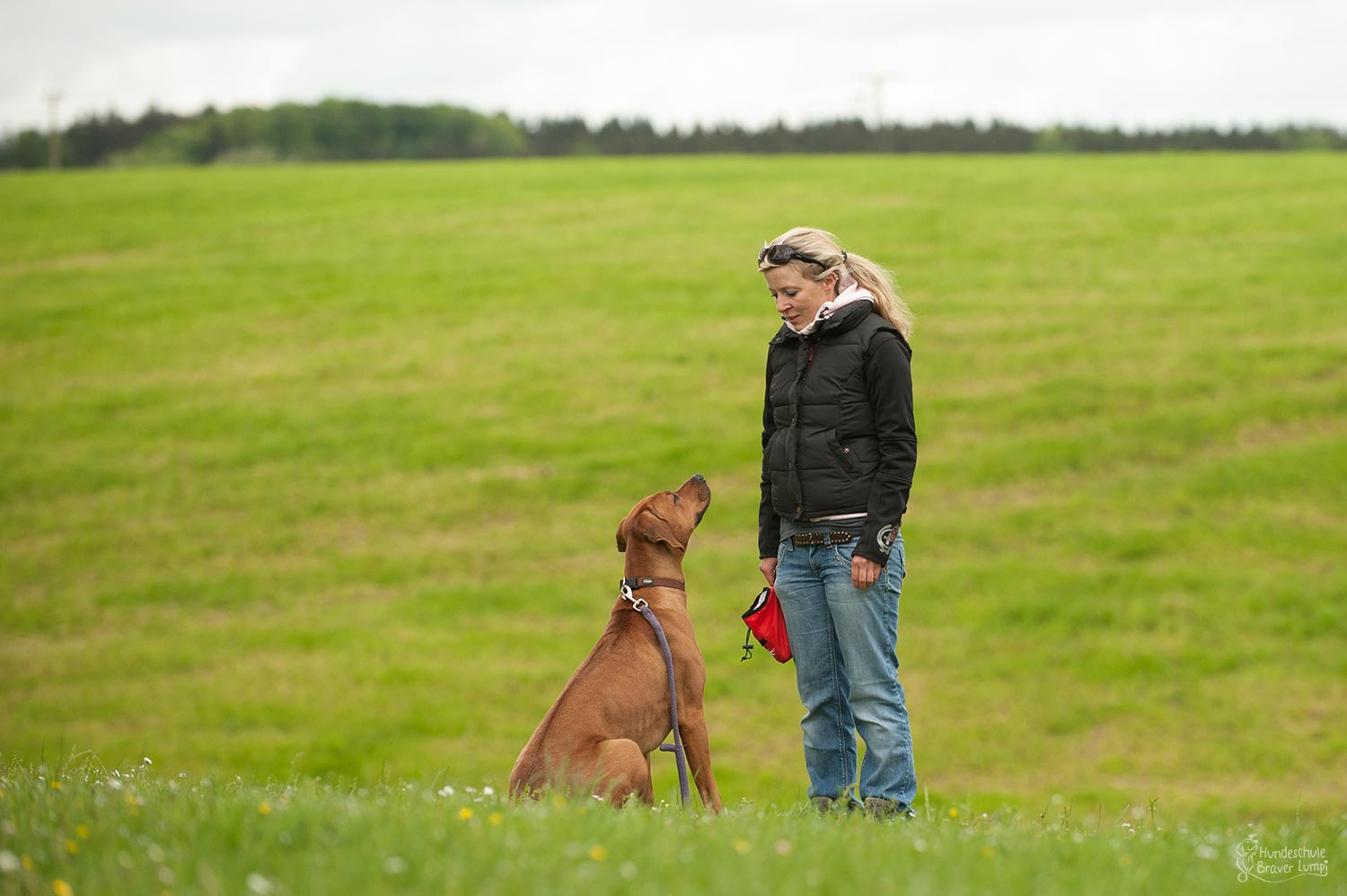 Hundetraining, Hund mit Mensch