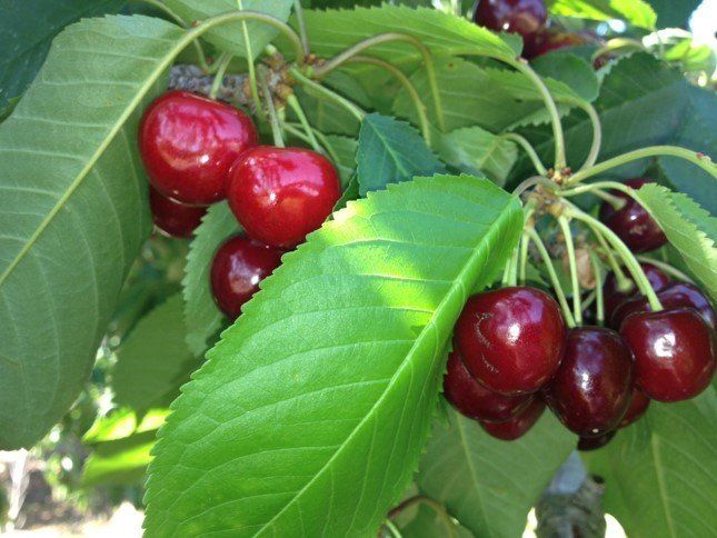 cherries