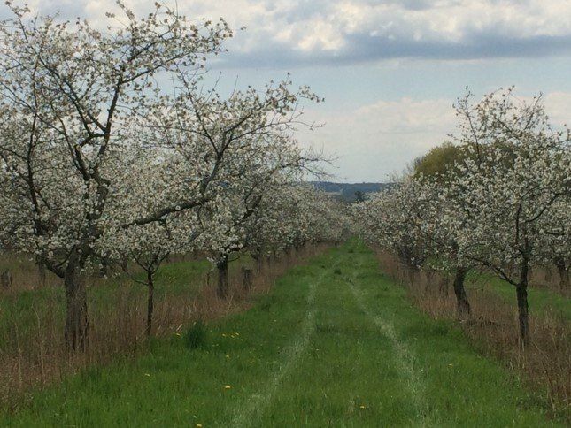 way to the orchard