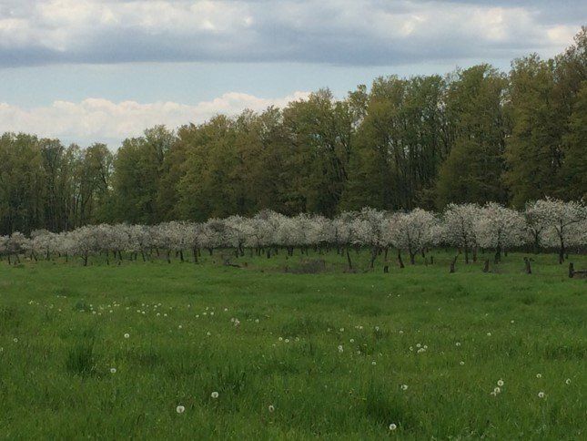 way to the orchard