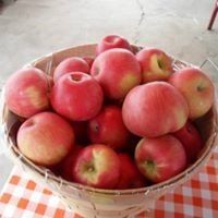 apples