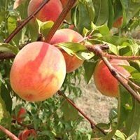 fresh apples