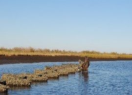 Living Shoreline - Baton Rouge, LA - Coastal Environments, Inc.