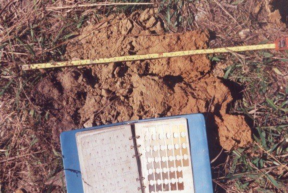 A measuring tape is lying on the ground next to a notebook - Baton Rouge, LA - Coastal Environments, Inc.