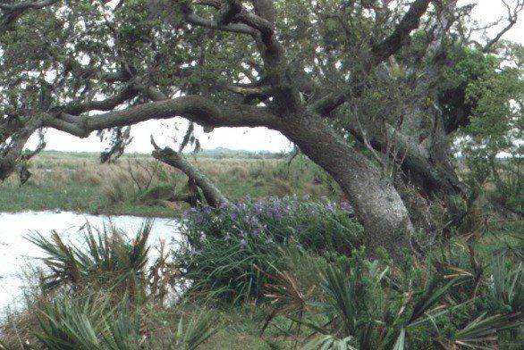 A tree in a swamp with a river in the background - Baton Rouge, LA - Coastal Environments, Inc.