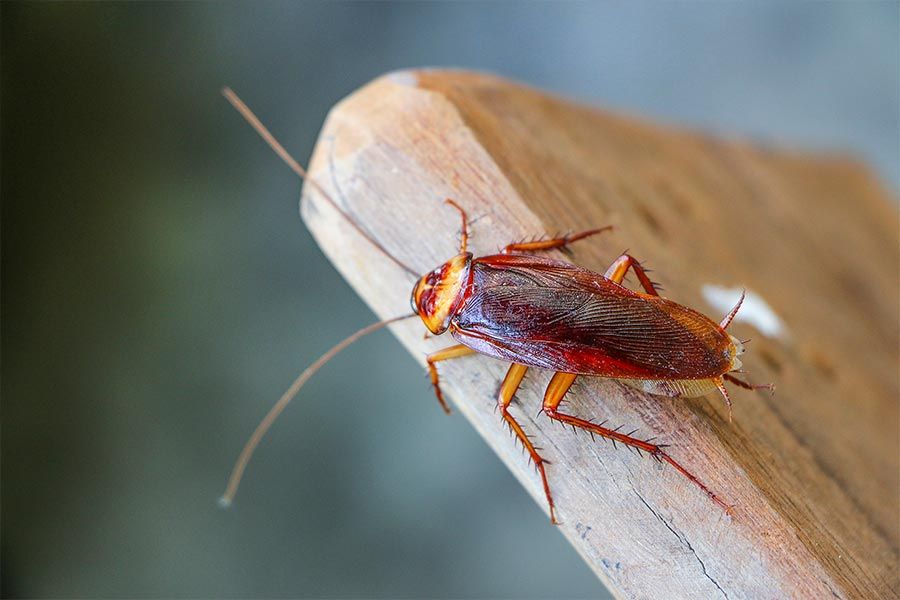 Cockroach — Pest Control in Toowoomba, QLD Cockroach — Pest Control in Toowoomba, QLD