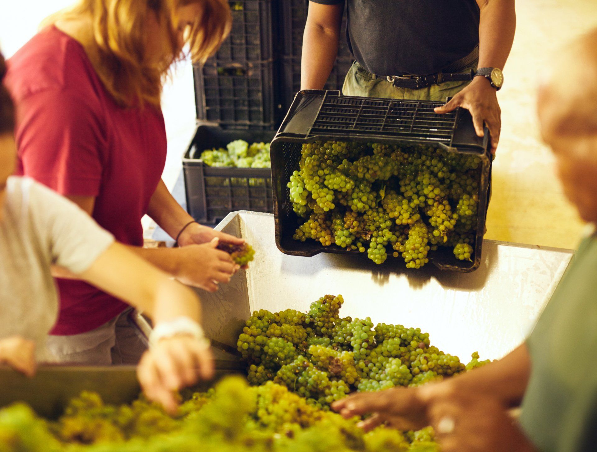 vendemmia pecorino