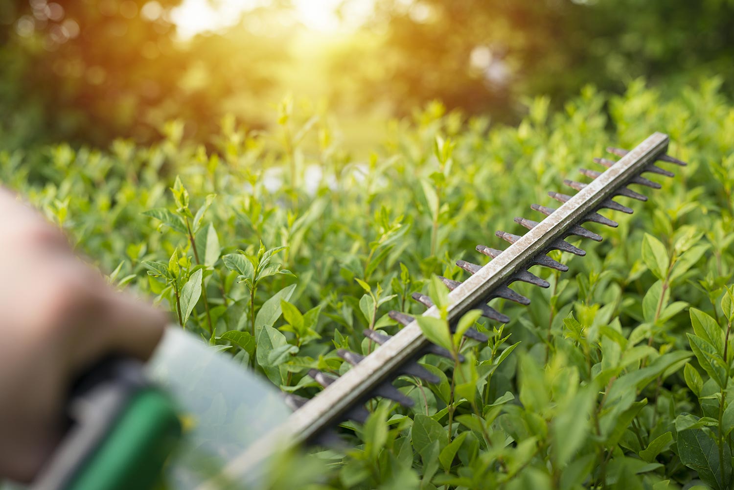 Commercial Gardening