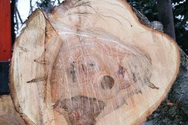 Tree Log — Gaithersburg, MD — Myers & Law Tree Service Tree Log — Gaithersburg, MD — Myers & Law Tree Service