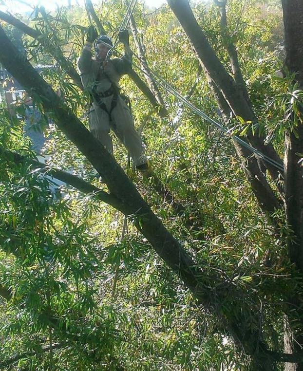 Trimming Large Tree — Gaithersburg, MD — Myers & Law Tree Service Trimming Large Tree — Gaithersburg, MD — Myers & Law Tree Service
