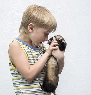 Boy holding a Ferret- Veterinary Treatments in West Berlin Boy holding a Ferret- Veterinary Treatments in West Berlin