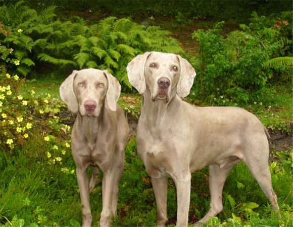 Pampered Pets 1
