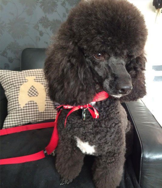 Dog grooming