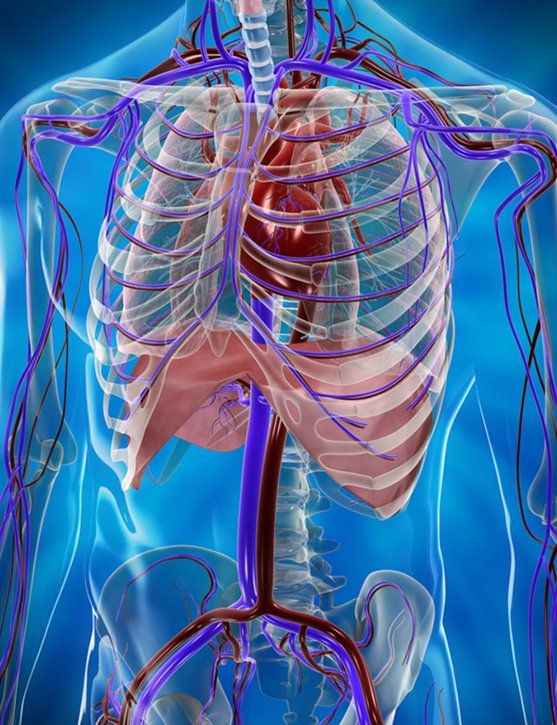 lungs