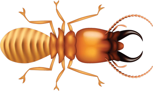 Termite-Control