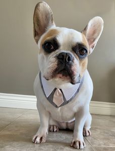 Ziggy