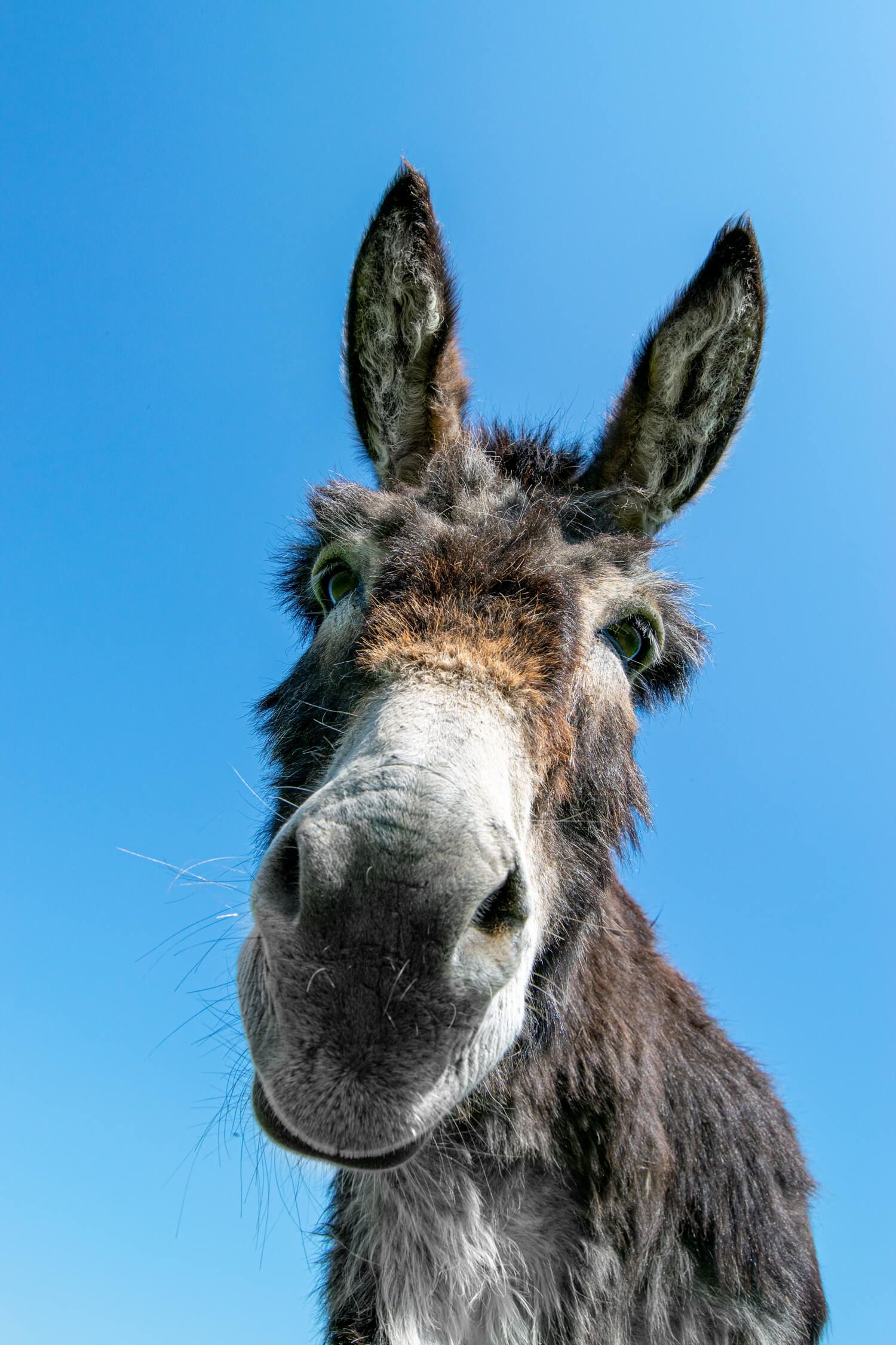 Sooty the donkey at the Isle of Wight Donkey Sanctuary, photography by MooksGoo