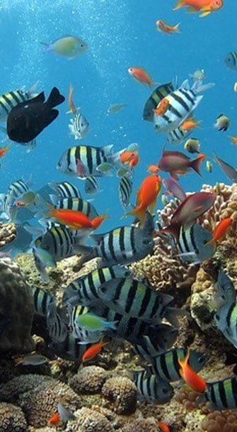 Fish - travel in Airlie Beach, Qld Fish - travel in Airlie Beach, Qld