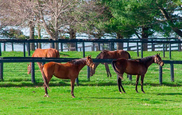 Electrobraid-Horse-Fencing