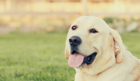 Dog Proofing