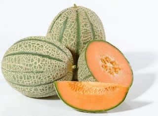 Melone retato Red Falcon