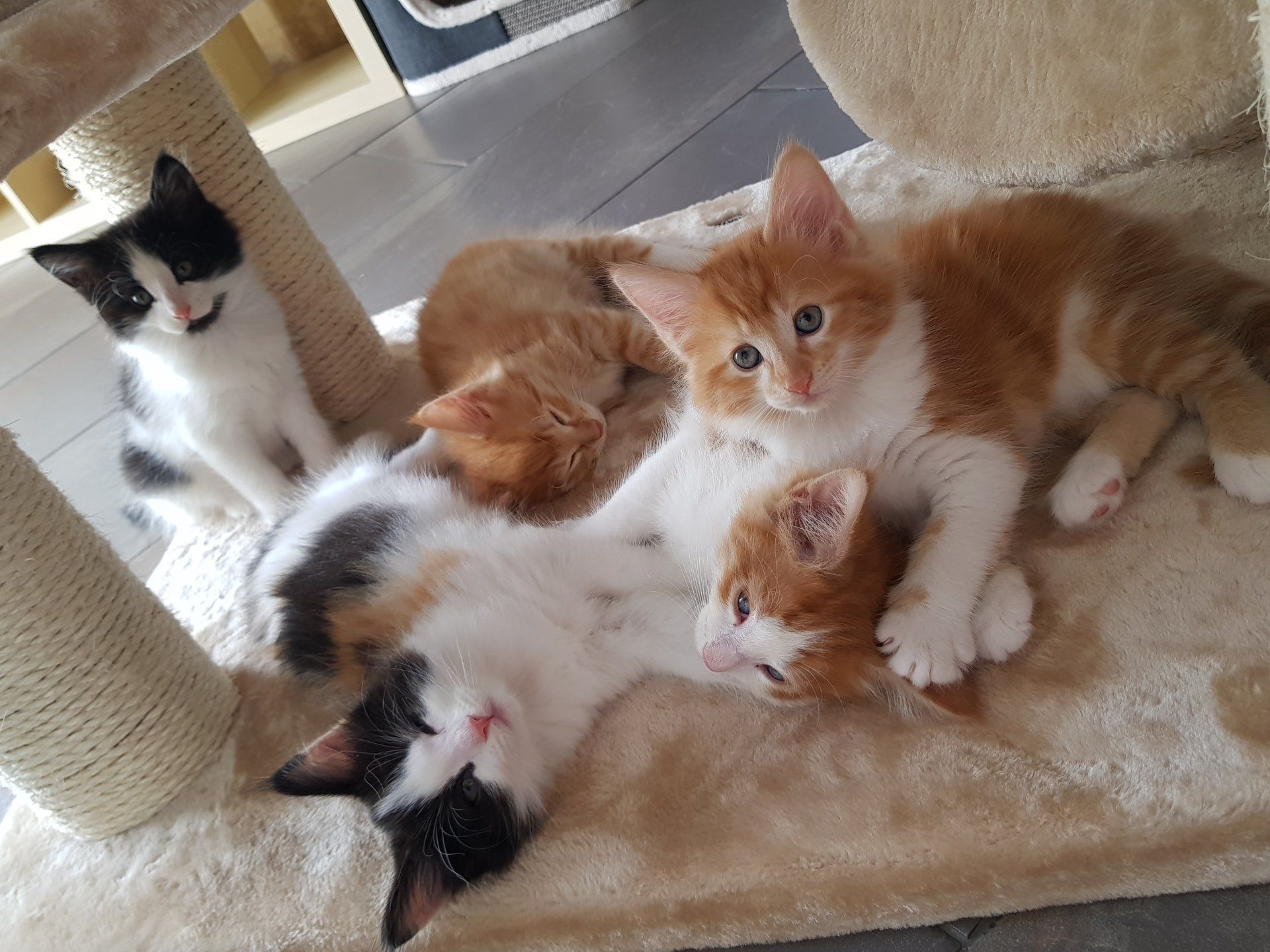 Mehrere Katzenbabys sitzen und liegen unter einem Kratzbaum