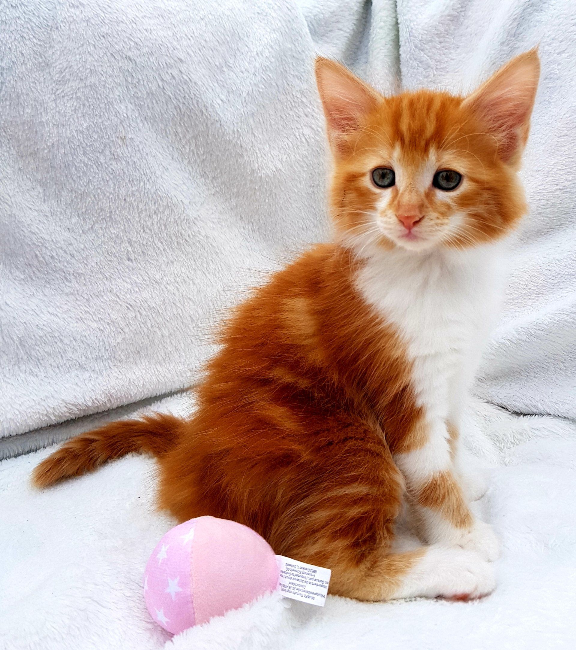 Kitten sitzt auf weißer Decke neben rosa Ball