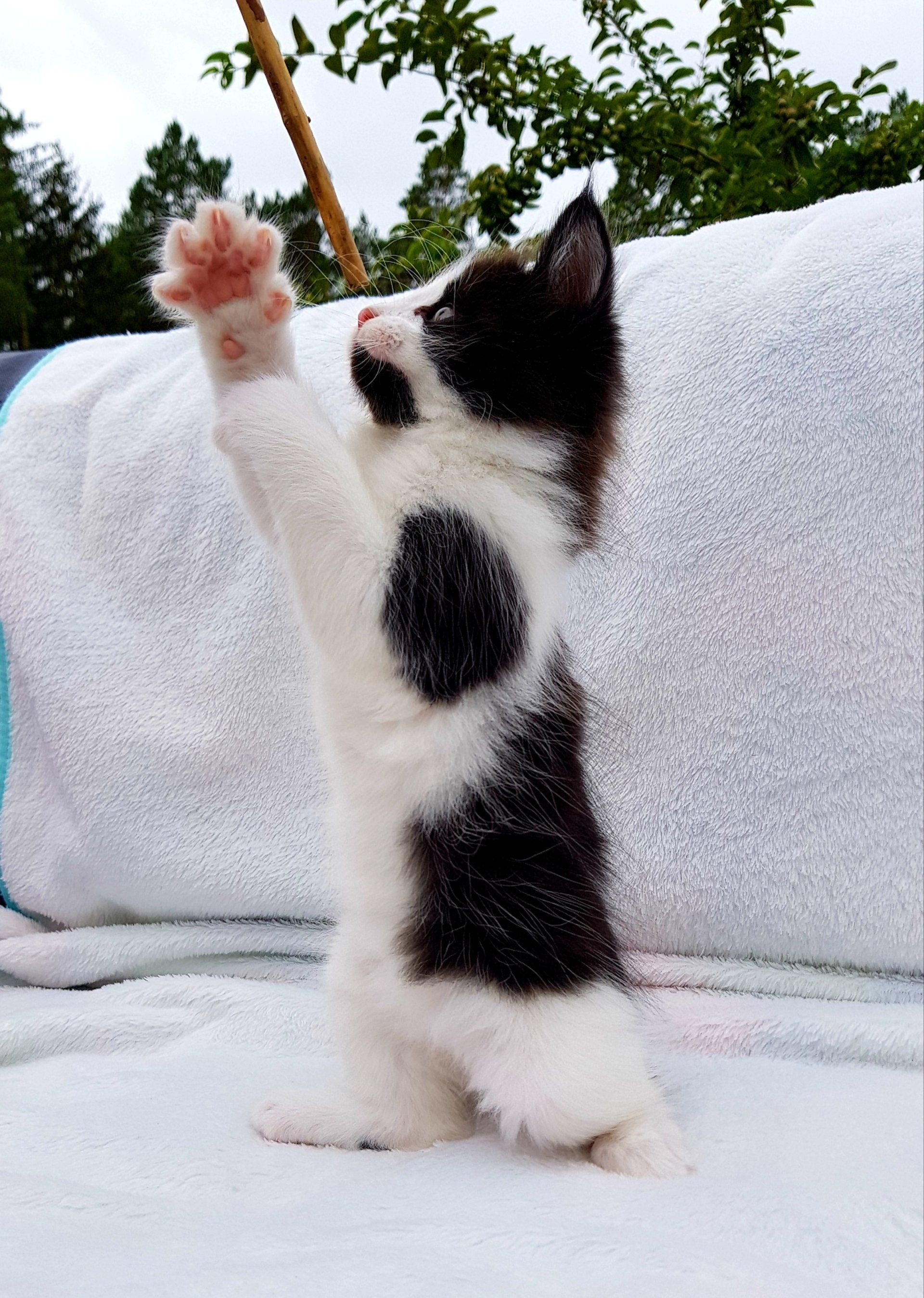 Kitten sitzt auf Hinterpfoten auf einer weißen Decke