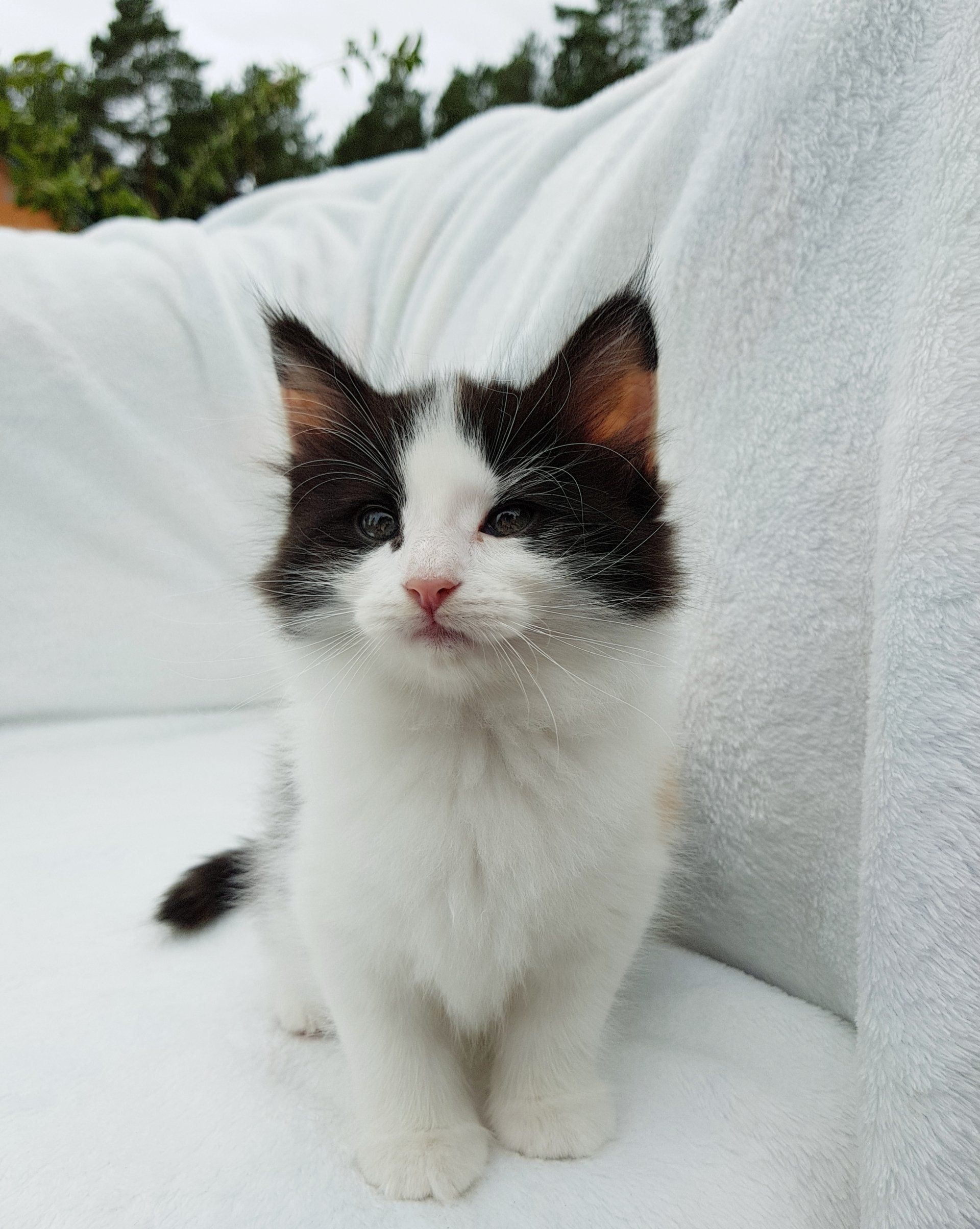 Junge Katze sitzt draußen auf einem Sofa