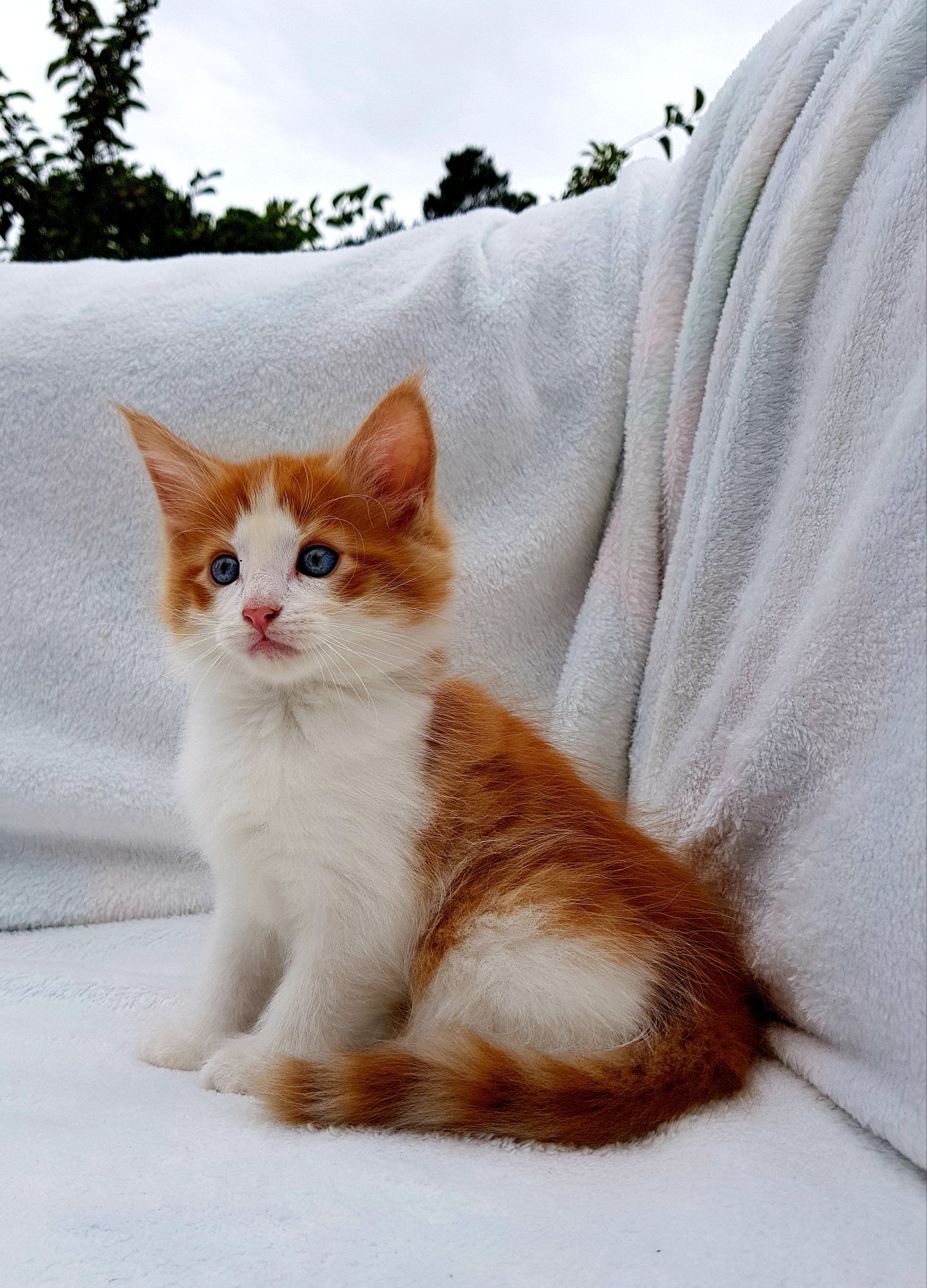 Kitten sitzt draußen auf weißer Decke