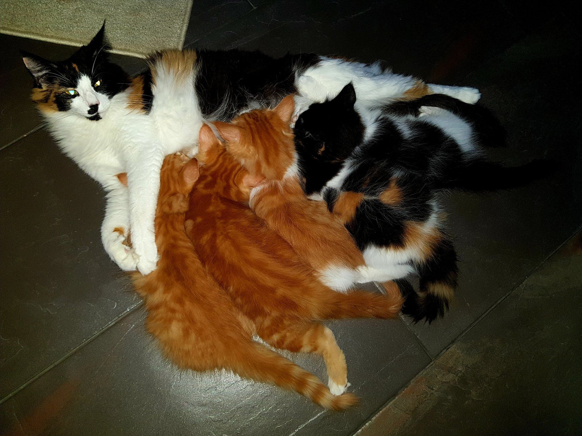 Katzenbabys trinken an den Zitzen ihrer Mutter