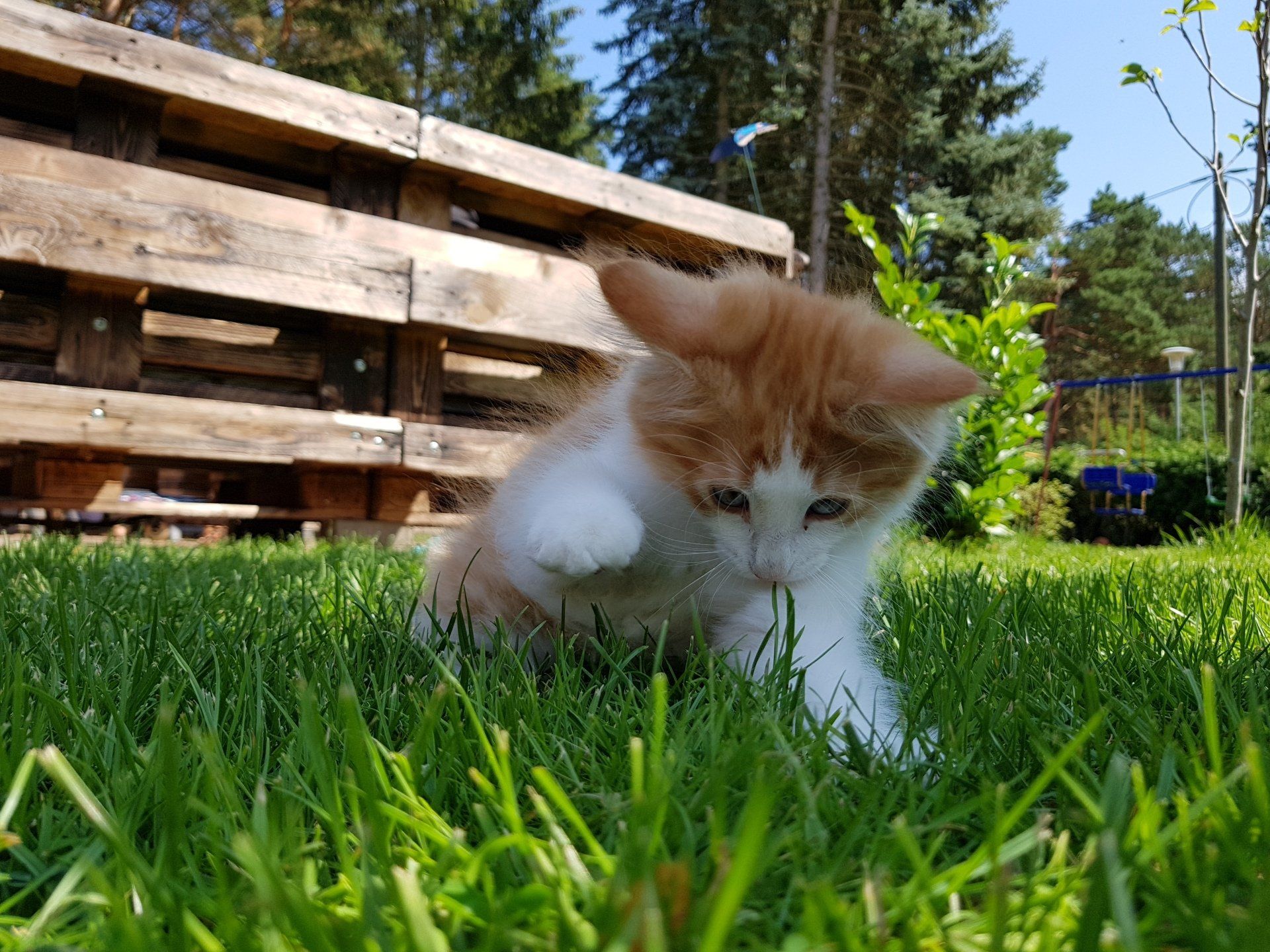 Katzenbaby spielt mit Gras