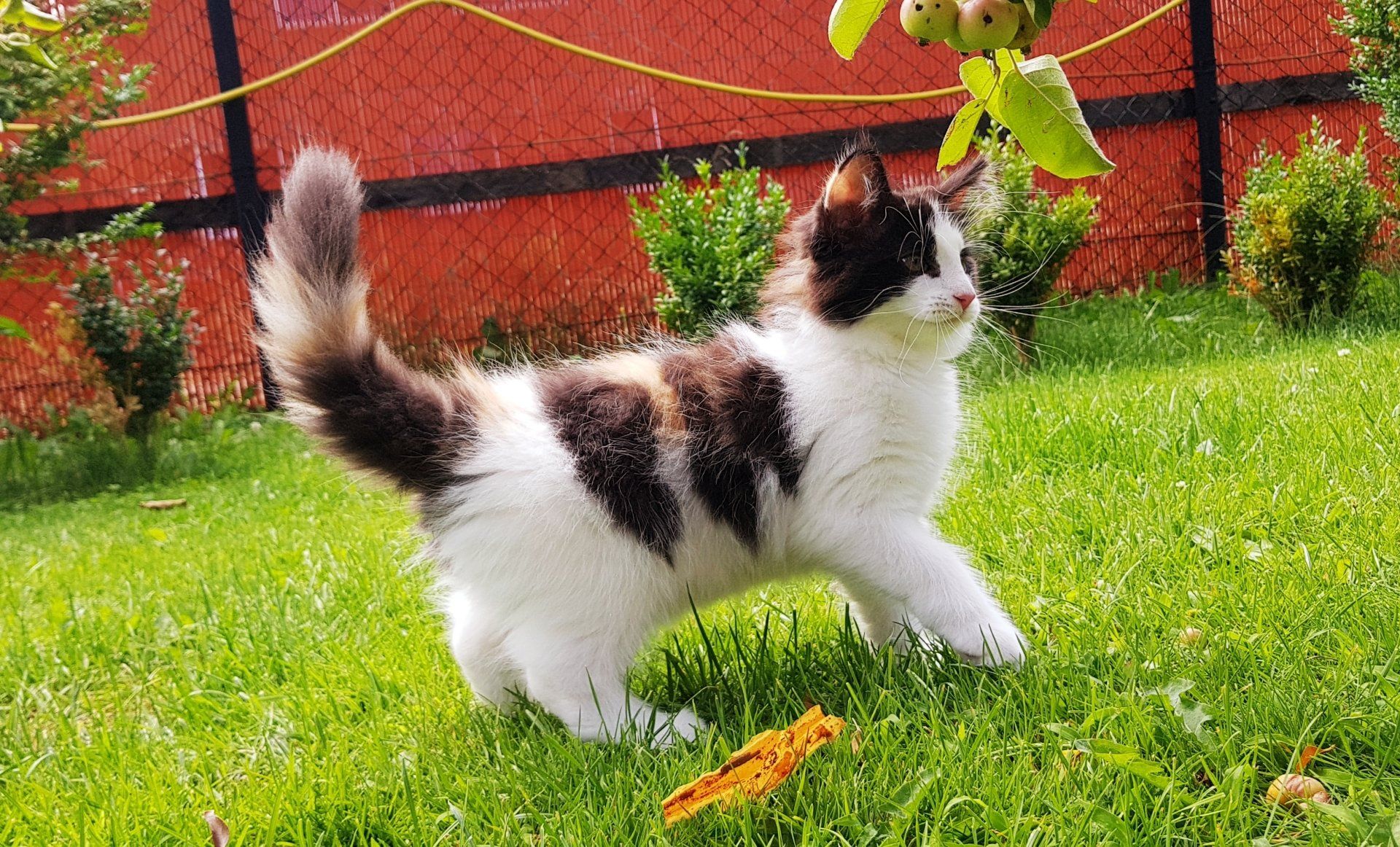 Schwarzweißes Kitten auf Wiese