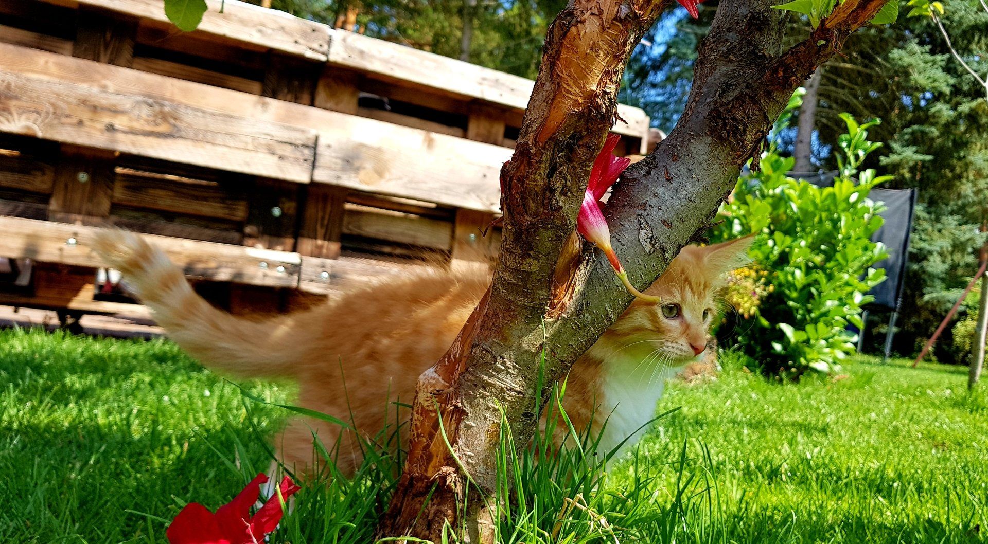 Katze steht auf Wiese hinter einem Baum