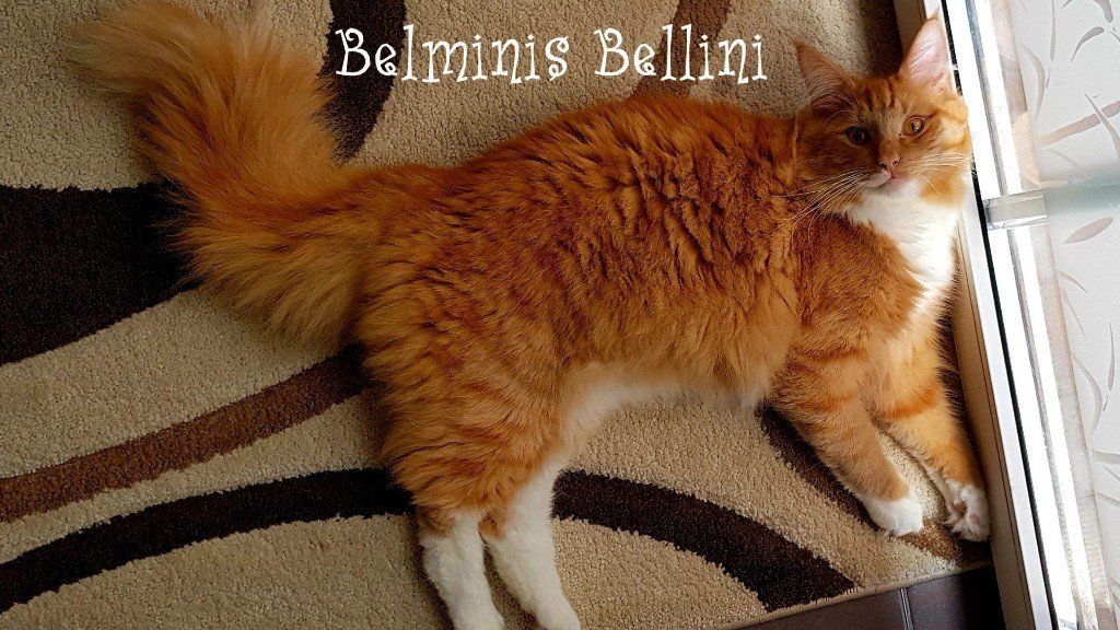 Katze liegt auf Teppich und schaut nach oben