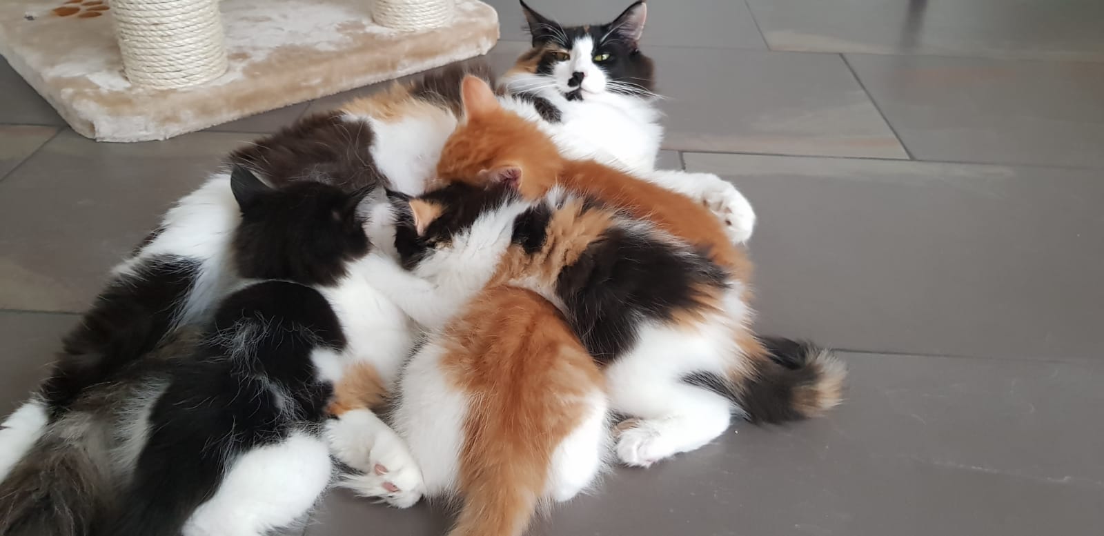 Mehrere Katzen liegt neben und aufeinander auf dem Boden