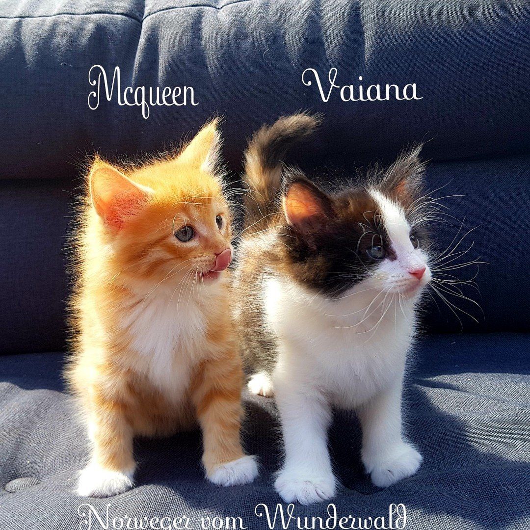 2 Kitzen sitzen draußen auf einem Sofa nebeneinander
