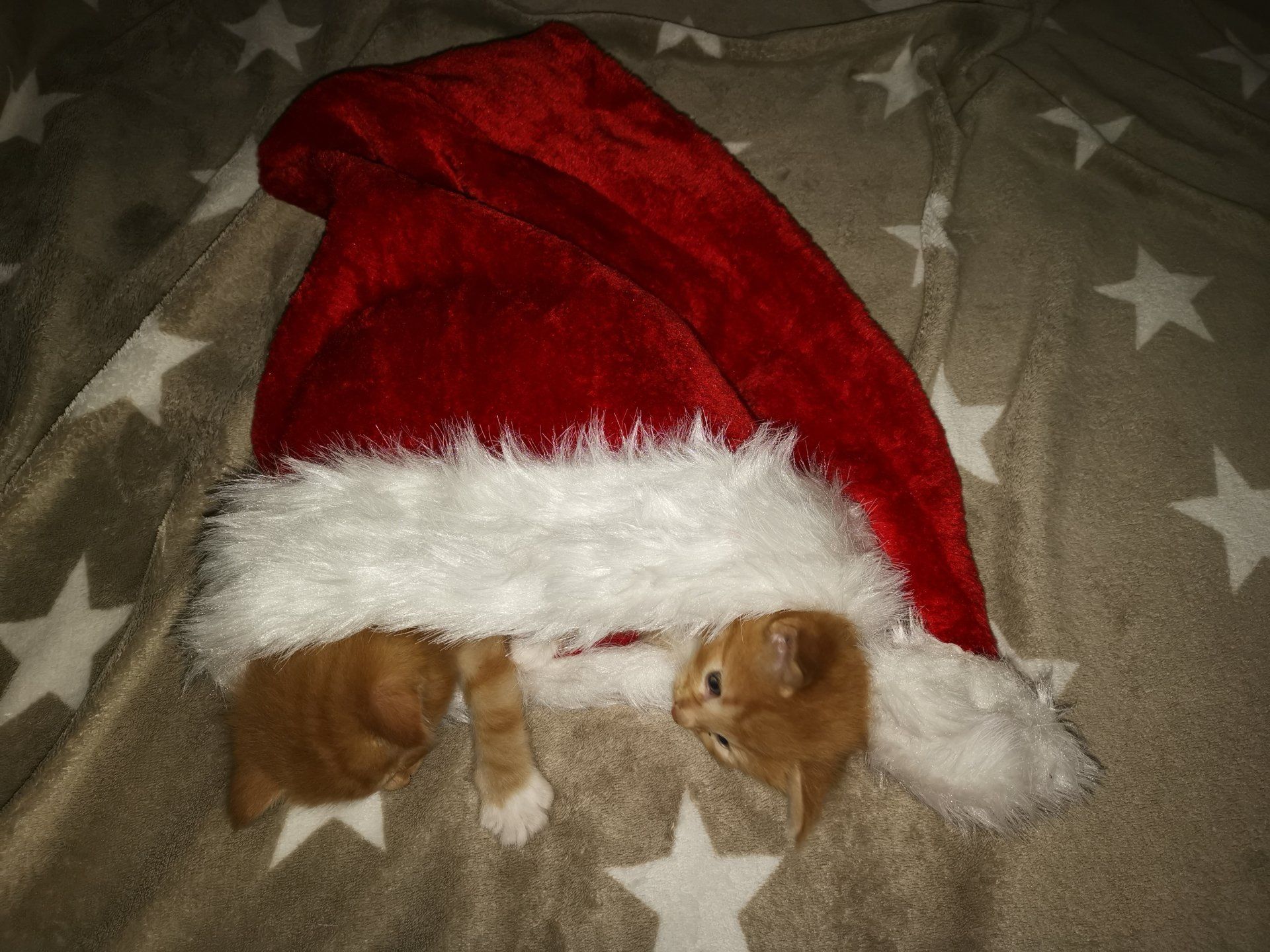 Katzenbaby nutzt einen Weihnachtsmannmütze als Decke