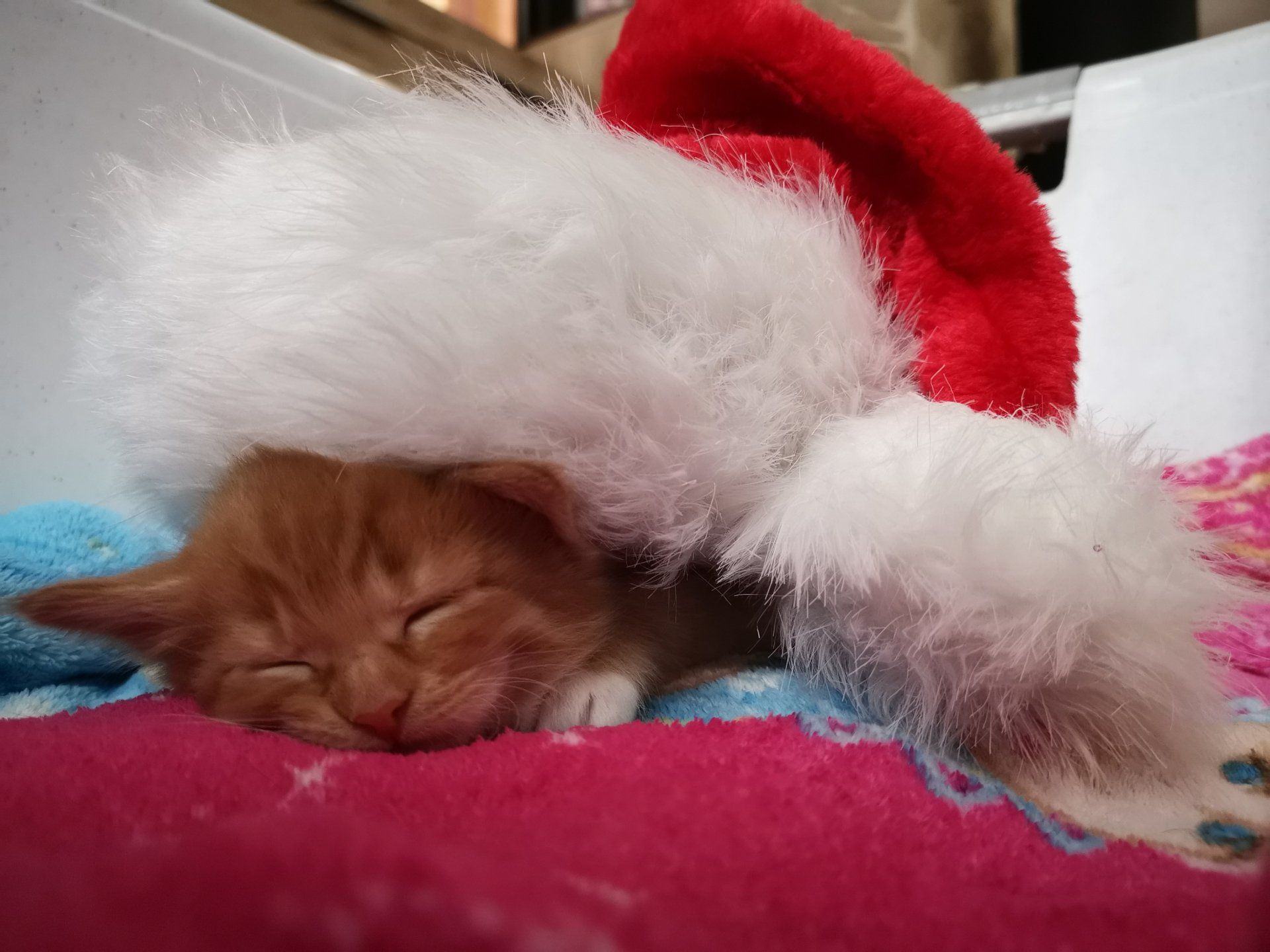 Katzenbaby liegt unter einem Weihnachtsmannhut und schläft