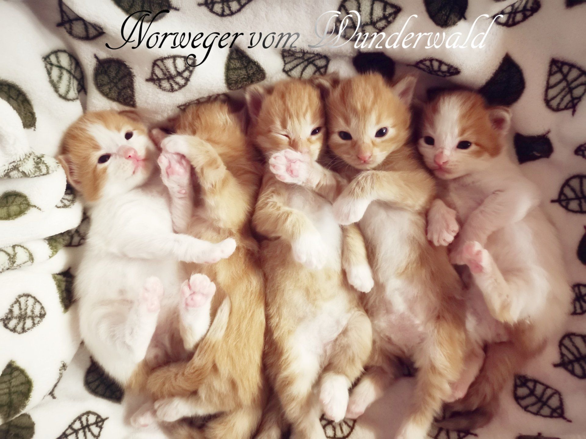 Katzenjunge liegen nebeneinander auf einer Decke