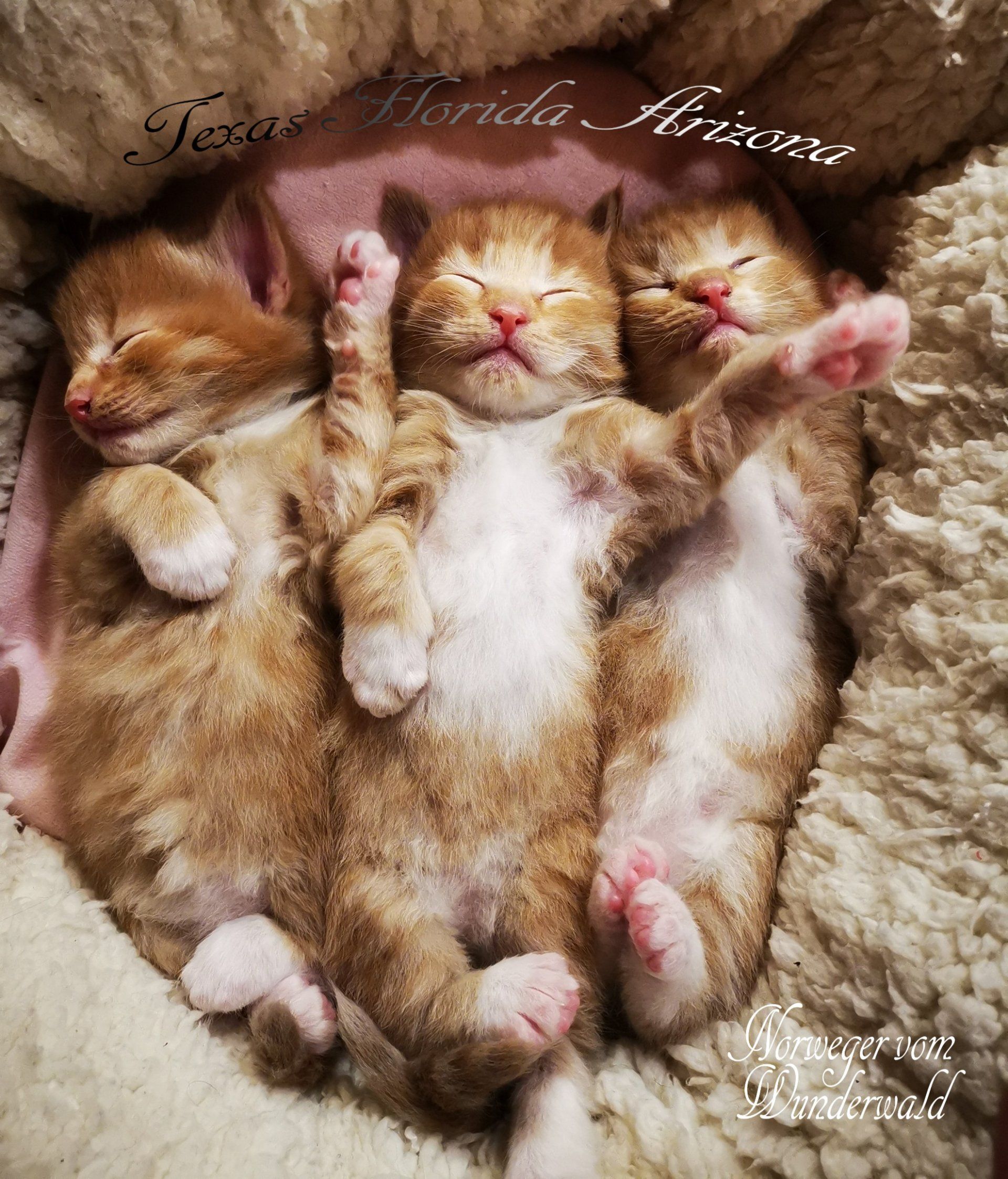 Drei Katzenbabys liegen nebeneinander auf einer Decke