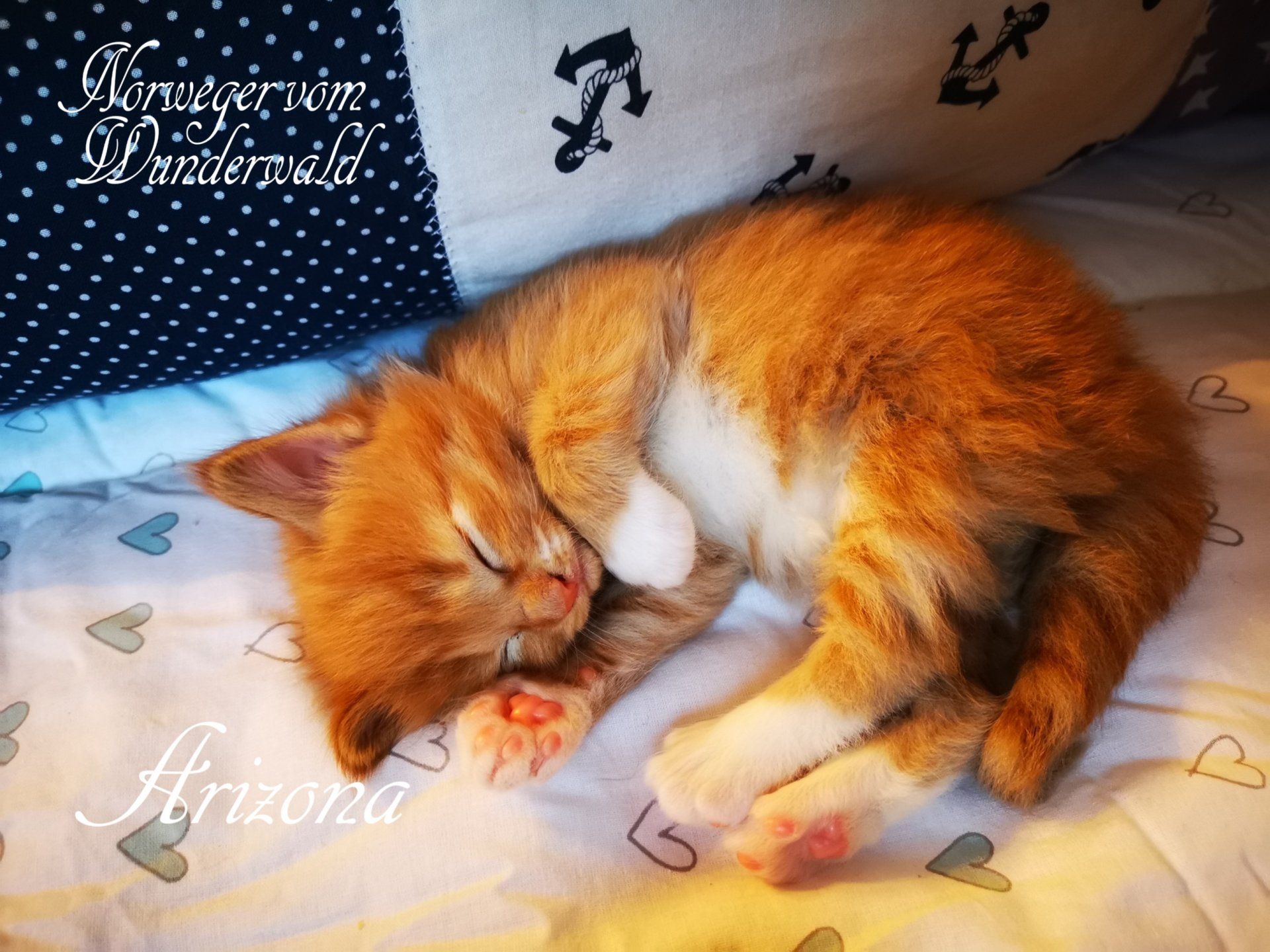 Katzenbaby liegt eingerollt auf Sofa
