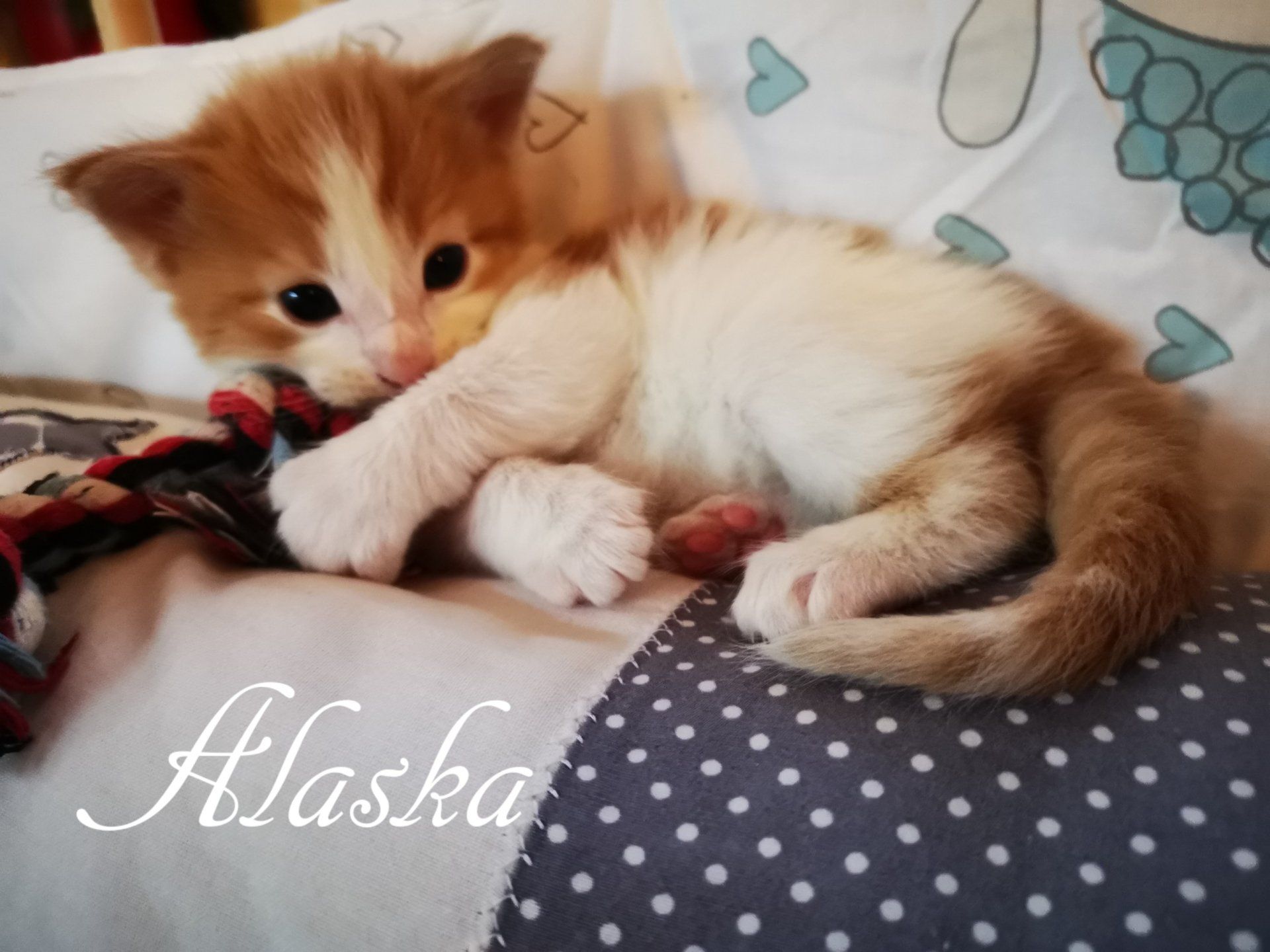Katzenbaby liegt auf einem Sofa