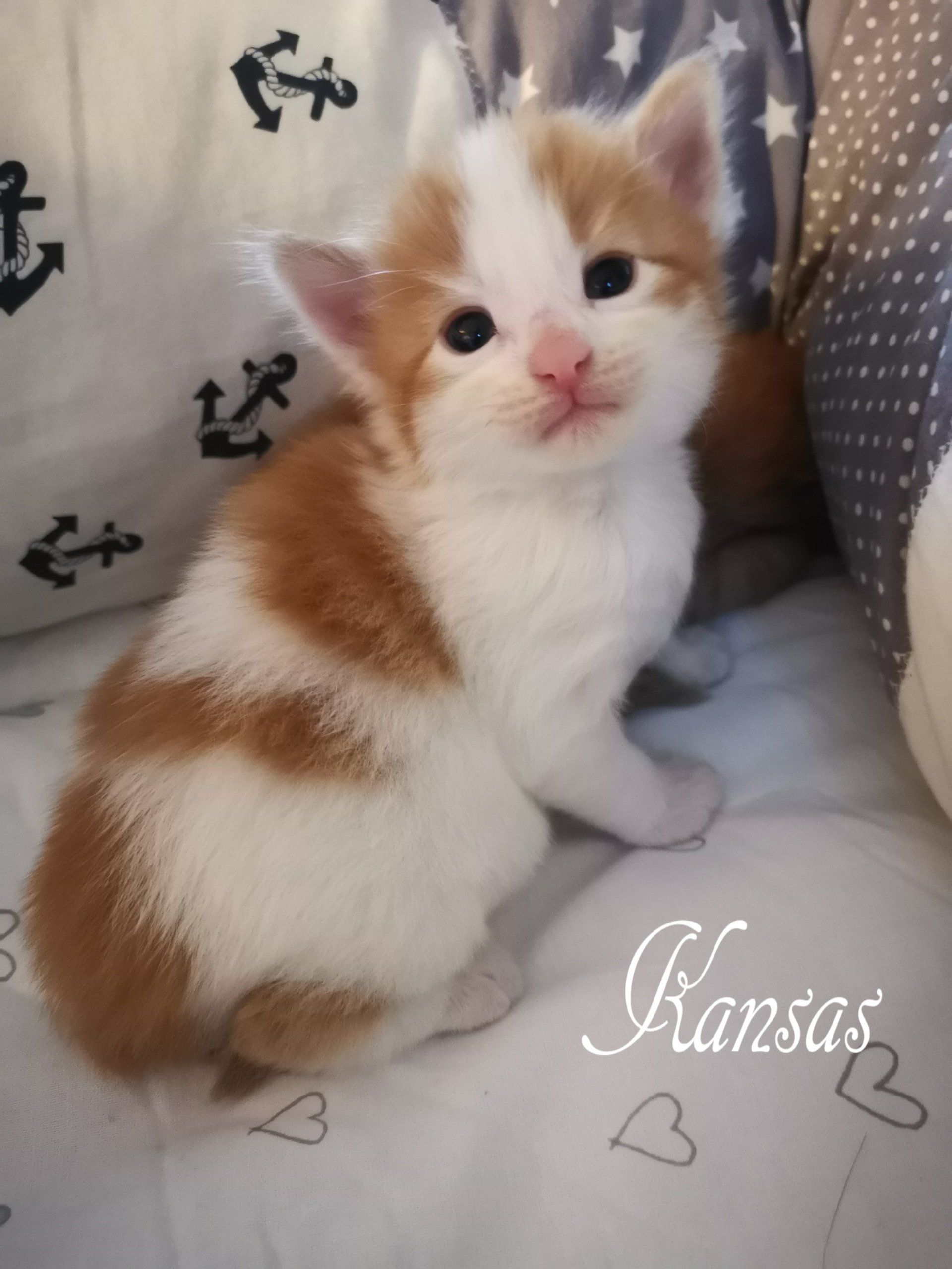 Ein braun-weißes Kätzchen namens Kansas sitzt auf einem Bett