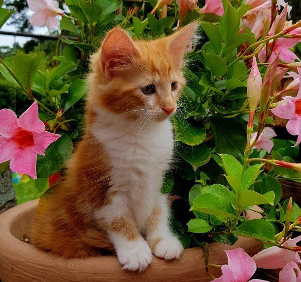 Junge Katze sitzt in einem Garten